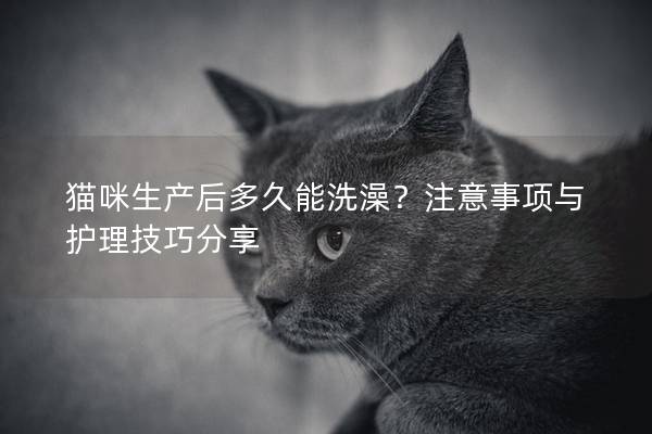 猫咪生产后多久能洗澡？注意事项与护理技巧分享