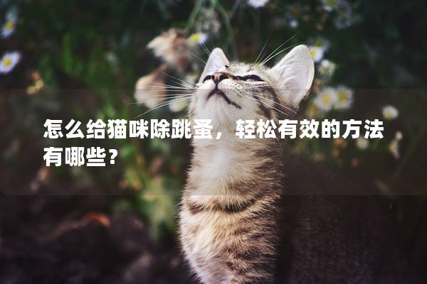 怎么给猫咪除跳蚤，轻松有效的方法有哪些？