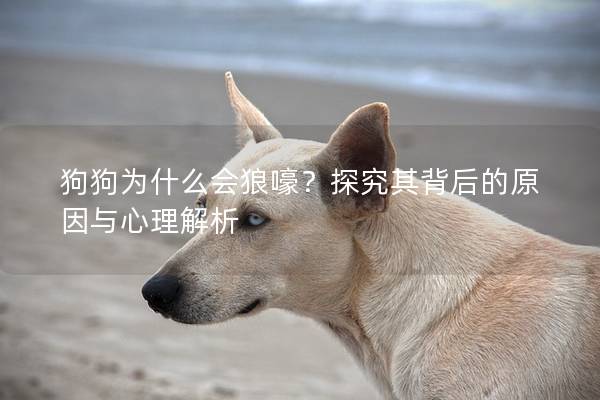 狗狗为什么会狼嚎？探究其背后的原因与心理解析