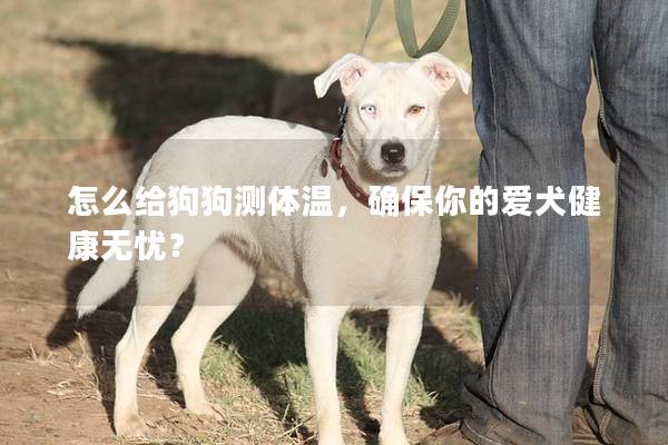 怎么给狗狗测体温，确保你的爱犬健康无忧？