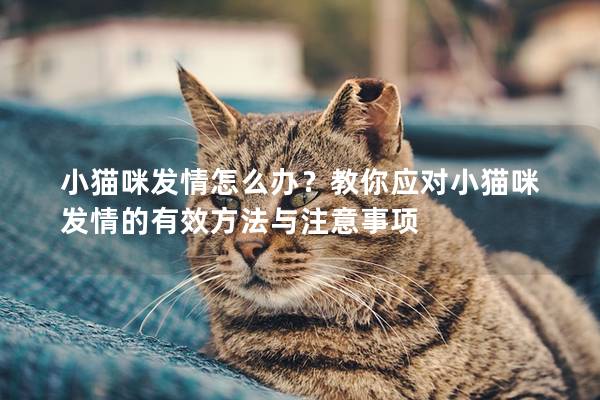 小猫咪发情怎么办？教你应对小猫咪发情的有效方法与注意事项