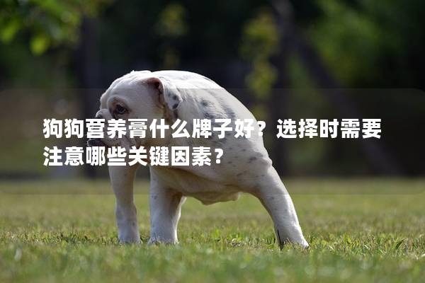 狗狗营养膏什么牌子好？选择时需要注意哪些关键因素？