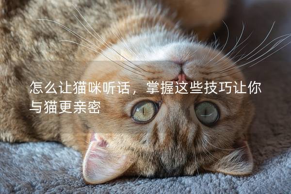 怎么让猫咪听话，掌握这些技巧让你与猫更亲密