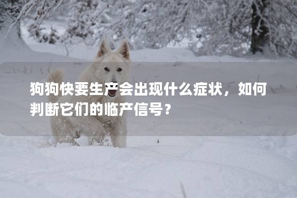 狗狗快要生产会出现什么症状，如何判断它们的临产信号？