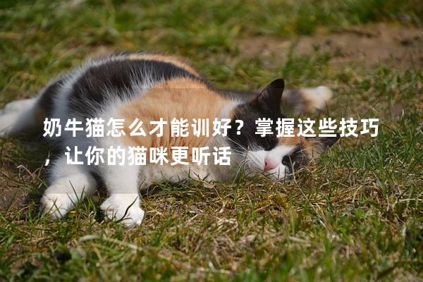 奶牛猫怎么才能训好？掌握这些技巧，让你的猫咪更听话