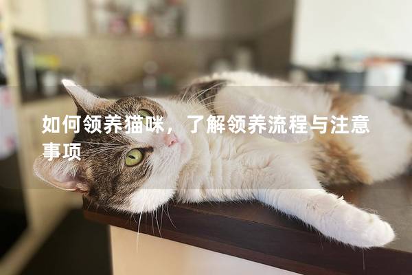 如何领养猫咪，了解领养流程与注意事项