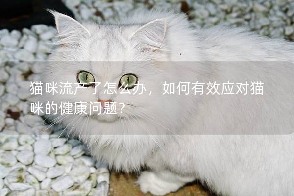 猫咪流产了怎么办，如何有效应对猫咪的健康问题？