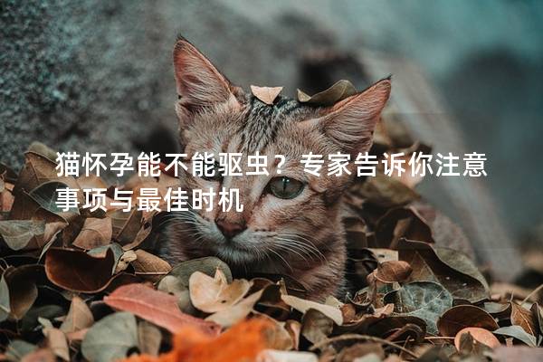 猫怀孕能不能驱虫？专家告诉你注意事项与最佳时机