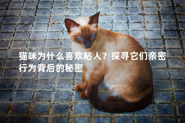 猫咪为什么喜欢粘人？探寻它们亲密行为背后的秘密