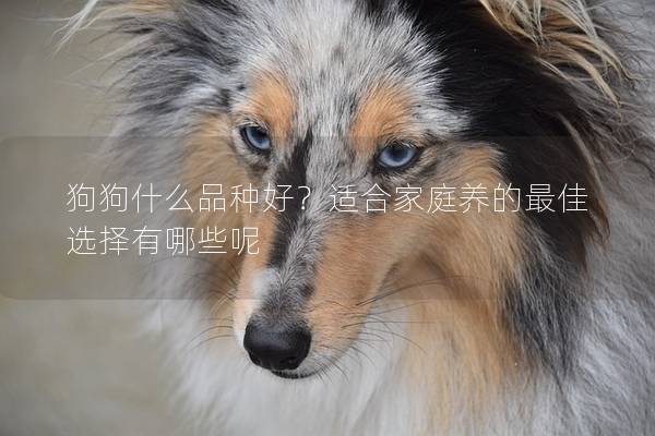 狗狗什么品种好？适合家庭养的最佳选择有哪些呢