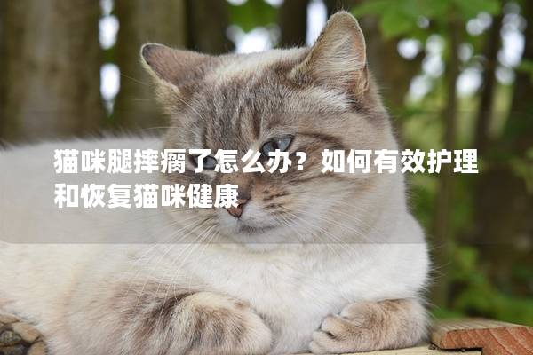 猫咪腿摔瘸了怎么办？如何有效护理和恢复猫咪健康