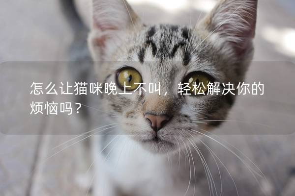 怎么让猫咪晚上不叫，轻松解决你的烦恼吗？