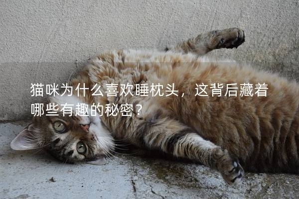 猫咪为什么喜欢睡枕头，这背后藏着哪些有趣的秘密？