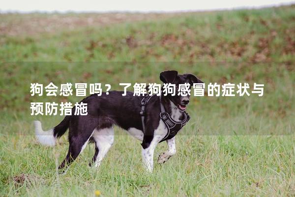 狗会感冒吗？了解狗狗感冒的症状与预防措施