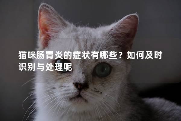 猫咪肠胃炎的症状有哪些？如何及时识别与处理呢