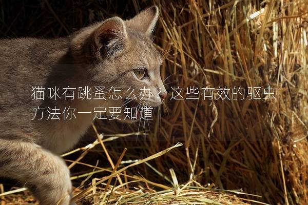 猫咪有跳蚤怎么办？这些有效的驱虫方法你一定要知道