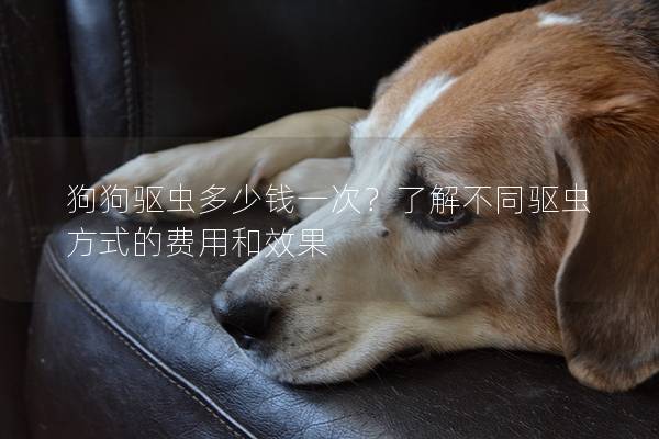 狗狗驱虫多少钱一次？了解不同驱虫方式的费用和效果