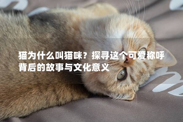 猫为什么叫猫咪？探寻这个可爱称呼背后的故事与文化意义