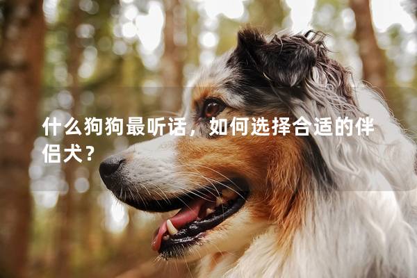 什么狗狗最听话，如何选择合适的伴侣犬？