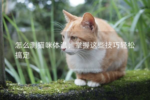 怎么测猫咪体温，掌握这些技巧轻松搞定