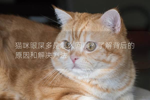 猫咪眼屎多是怎么回事？了解背后的原因和解决方法