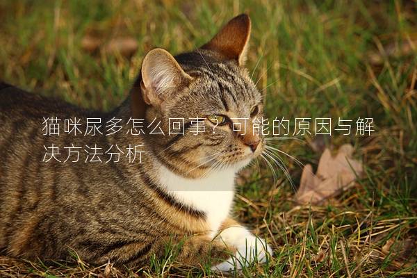 猫咪尿多怎么回事？可能的原因与解决方法分析