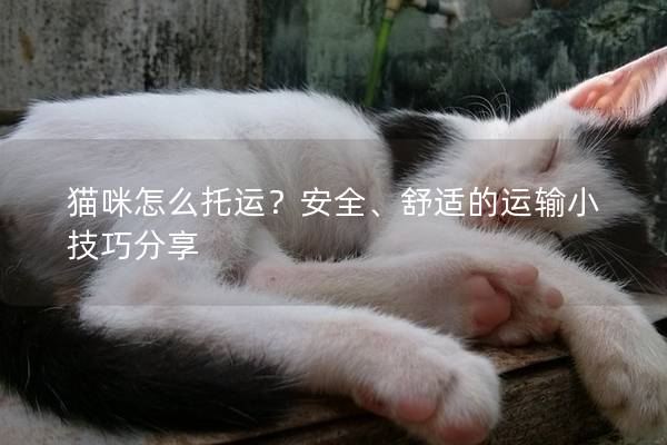 猫咪怎么托运？安全、舒适的运输小技巧分享