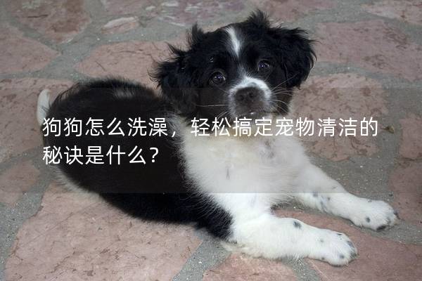 狗狗怎么洗澡，轻松搞定宠物清洁的秘诀是什么？