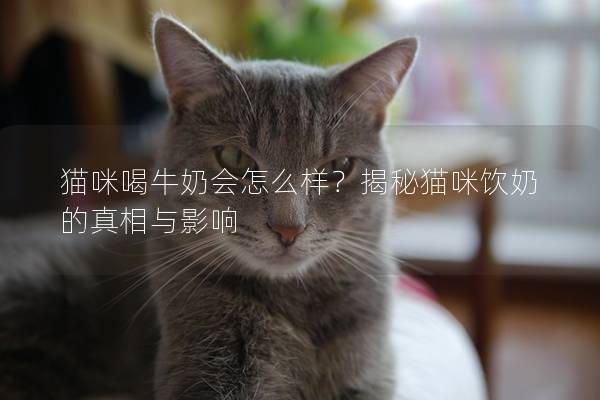 猫咪喝牛奶会怎么样？揭秘猫咪饮奶的真相与影响