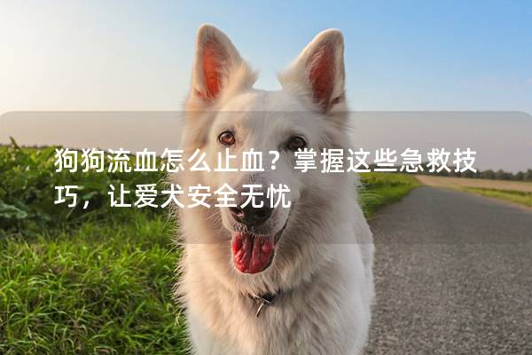 狗狗流血怎么止血？掌握这些急救技巧，让爱犬安全无忧