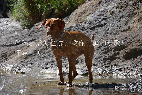 狗狗药浴怎么洗？教你正确的步骤与注意事项