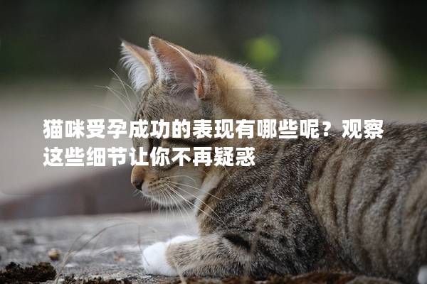 猫咪受孕成功的表现有哪些呢？观察这些细节让你不再疑惑