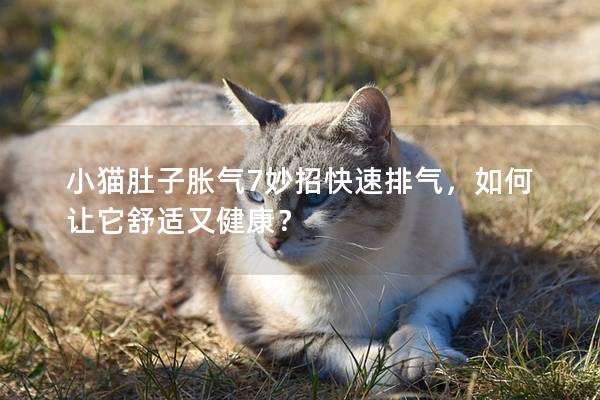 小猫肚子胀气7妙招快速排气，如何让它舒适又健康？