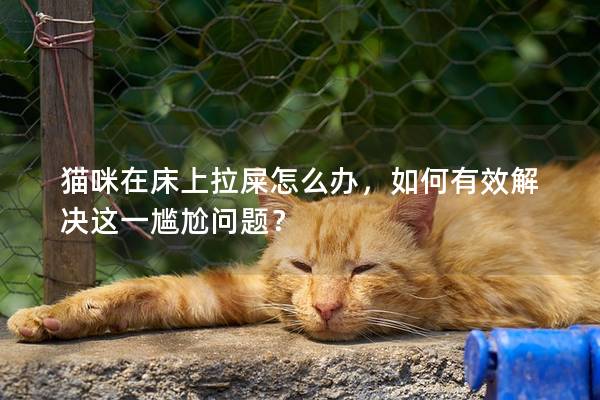 猫咪在床上拉屎怎么办，如何有效解决这一尴尬问题？