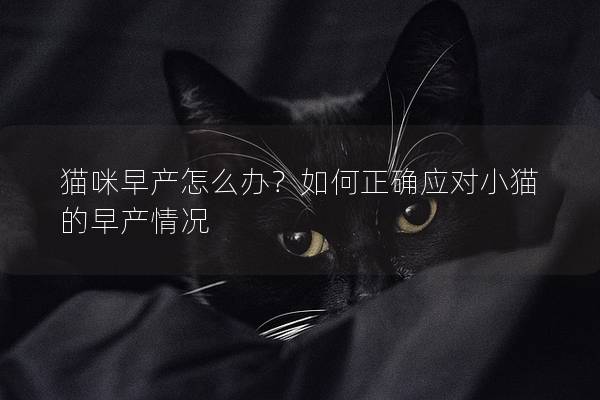 猫咪早产怎么办？如何正确应对小猫的早产情况