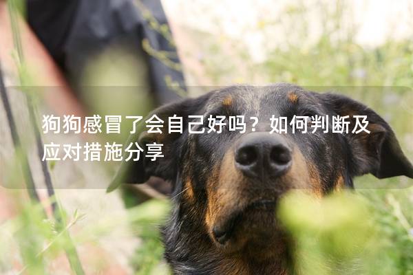 狗狗感冒了会自己好吗？如何判断及应对措施分享