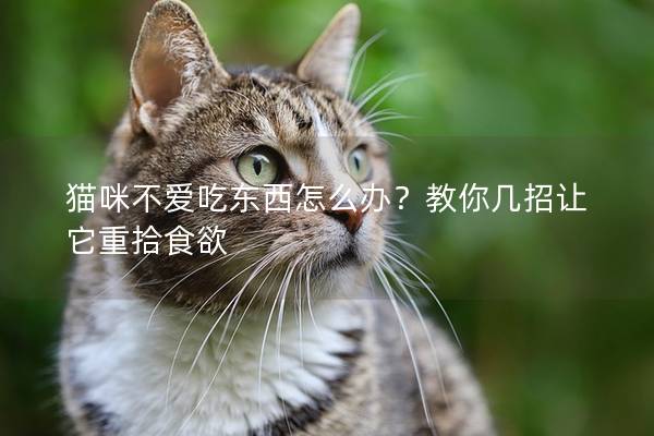 猫咪不爱吃东西怎么办？教你几招让它重拾食欲