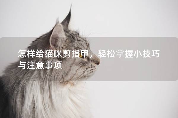 怎样给猫咪剪指甲，轻松掌握小技巧与注意事项