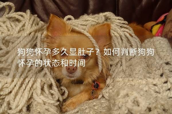 狗狗怀孕多久显肚子？如何判断狗狗怀孕的状态和时间