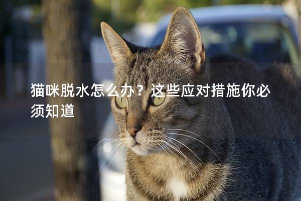 猫咪脱水怎么办？这些应对措施你必须知道