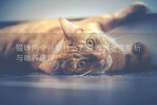 猫咪两个月吃什么？营养饮食全解析与喂养建议