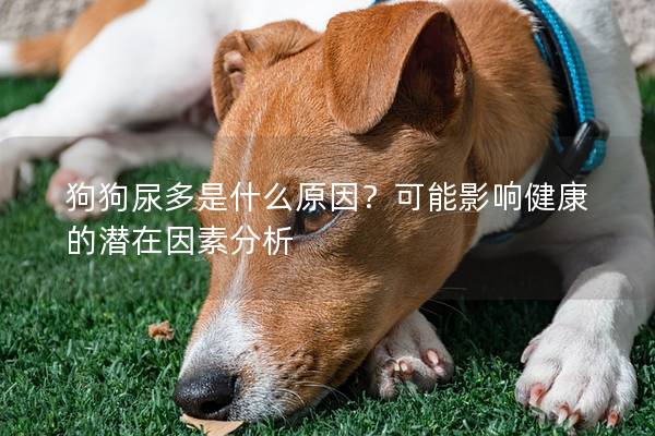 狗狗尿多是什么原因？可能影响健康的潜在因素分析