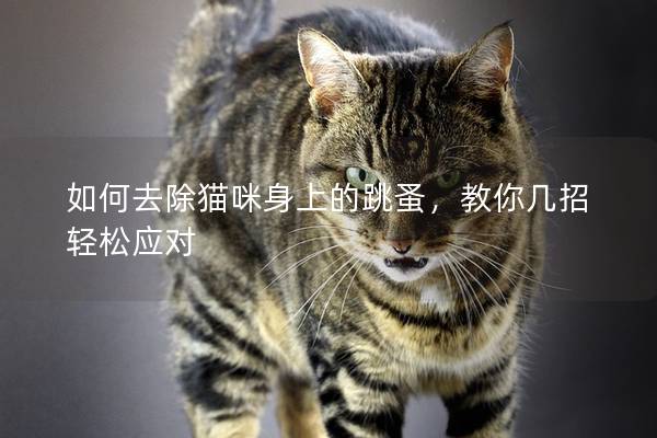 如何去除猫咪身上的跳蚤，教你几招轻松应对