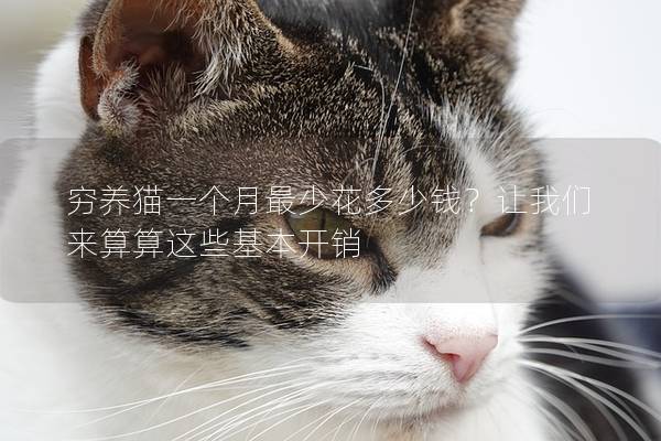 穷养猫一个月最少花多少钱？让我们来算算这些基本开销