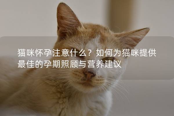 猫咪怀孕注意什么？如何为猫咪提供最佳的孕期照顾与营养建议