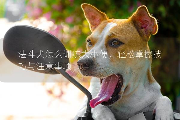 法斗犬怎么训练大小便，轻松掌握技巧与注意事项