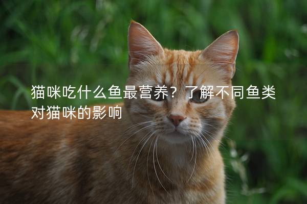 猫咪吃什么鱼最营养？了解不同鱼类对猫咪的影响