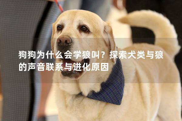 狗狗为什么会学狼叫？探索犬类与狼的声音联系与进化原因