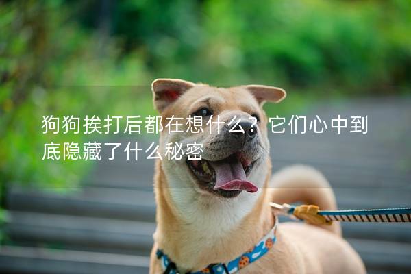 狗狗挨打后都在想什么？它们心中到底隐藏了什么秘密