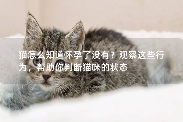 猫怎么知道怀孕了没有？观察这些行为，帮助你判断猫咪的状态